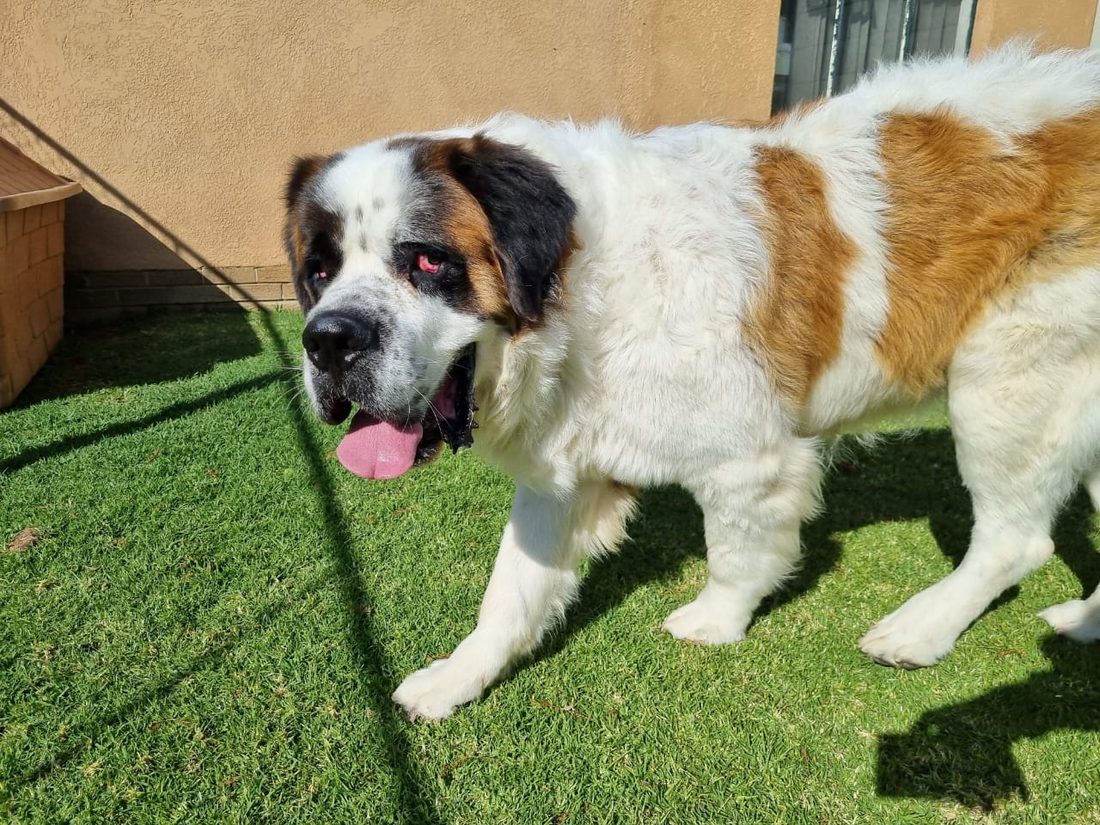 A happy St Bernard on the grass at Kenelm boarding kennels in Walkerville