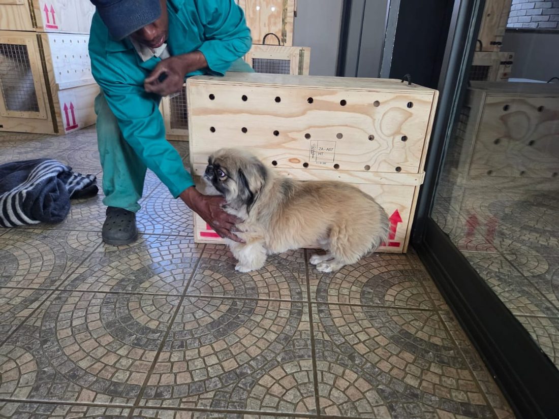 A pet being settled into its travel crate for relocation